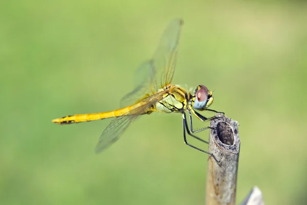 Libelle aus nächster Nähe — Stockfoto