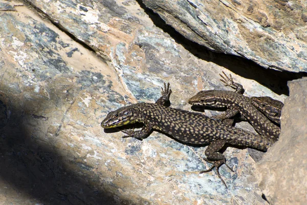 Fence lizard (Lacerta agilis) — Stock Photo, Image