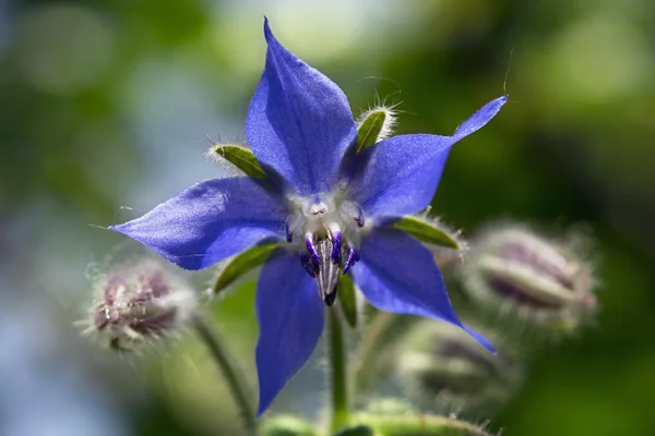 Flor de borraja macro — Foto de Stock