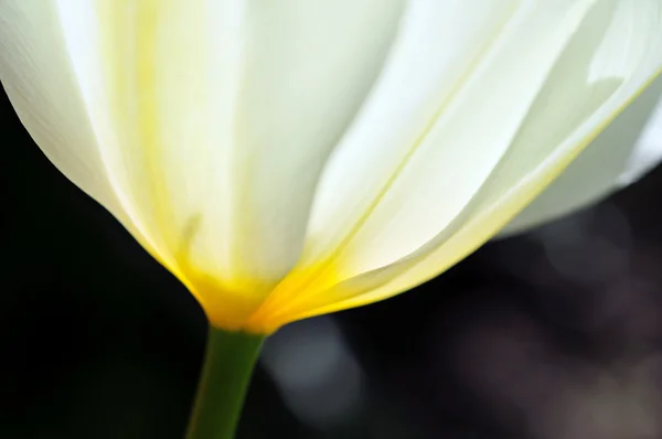 Tulip macro abstract — Stockfoto