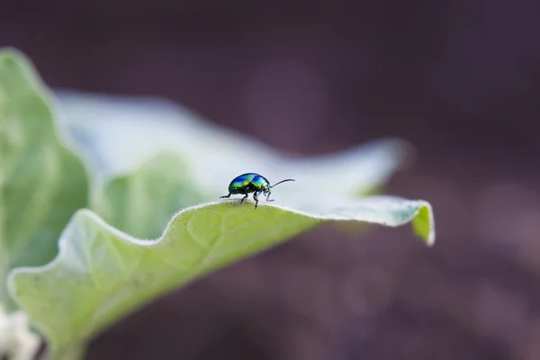 Jewel bug — стоковое фото