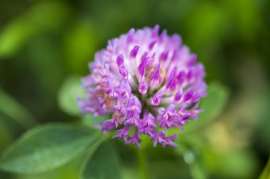 Yonca çiçeği makrosu