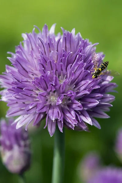 Arı ile Chives çiçek