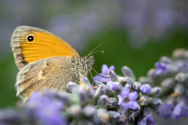 Butterlfy macro on lavender flowers — Stock Photo, Image