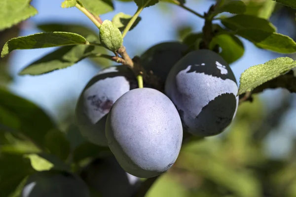 Ciruelas en el árbol — Foto de Stock