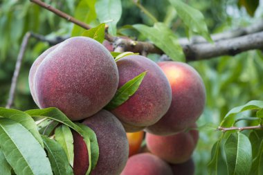 Ağaçtaki şeftaliler