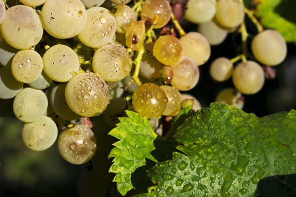 Weiße Trauben hängen an einem Weinstock — Stockfoto