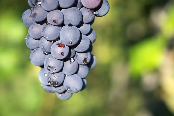 Weiße Trauben hängen an einem Weinstock — Stockfoto