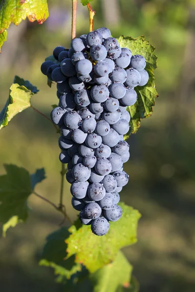 üzüm asma barbera asılı