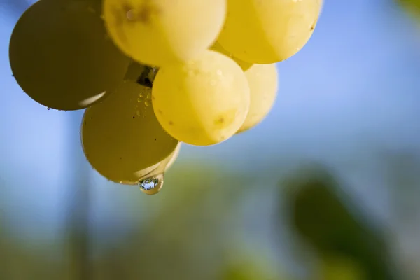 Raisins blancs suspendus à une vigne — Photo