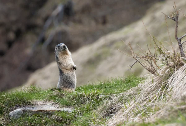 Marmotta in allerta — Foto Stock