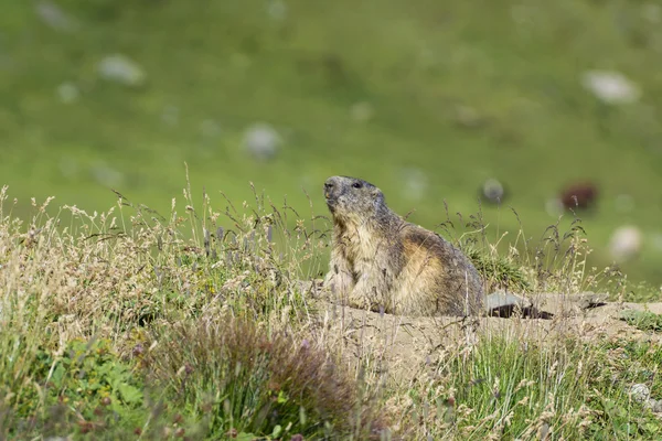 Marmot em alerta — Fotografia de Stock