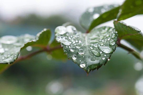 Rosa gotas de chuva folha — Fotografia de Stock