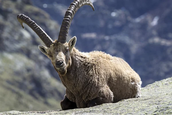 Steinbock — Stockfoto