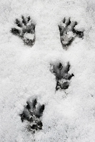 Marmot paw tracks — Stockfoto