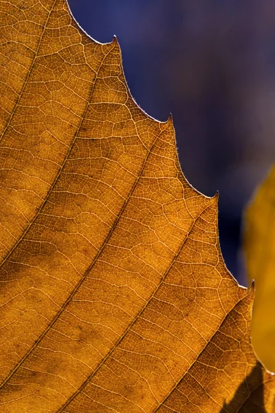 Podzimní listí makro — Stock fotografie