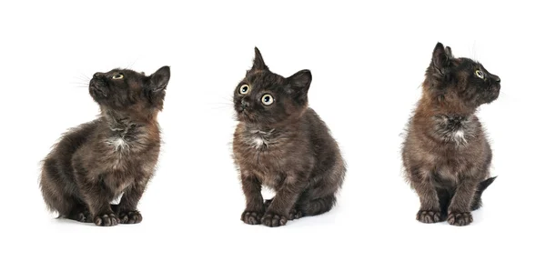 Позиции маленьких котят — стоковое фото