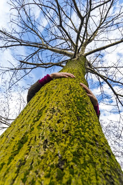 Ambientalista abraçador de árvores — Fotografia de Stock
