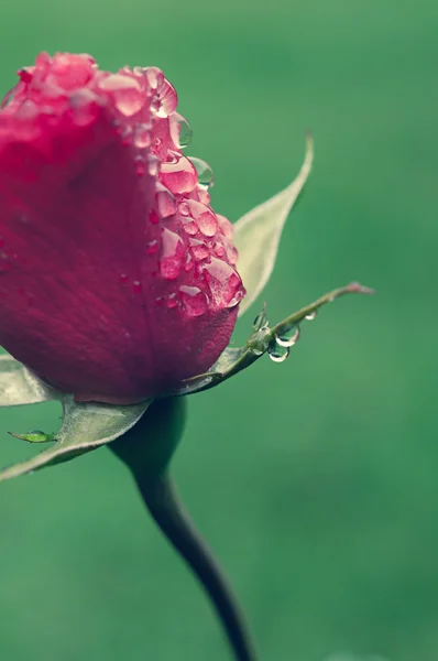 Rosebud with drops — Stock Photo, Image