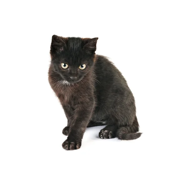 Wütende kleine Katze — Stockfoto