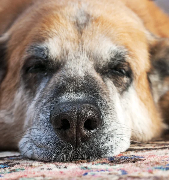 Eski tembel köpek — Stok fotoğraf