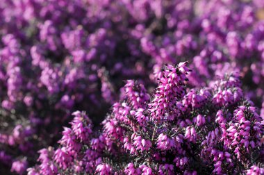 Erica çiçekler