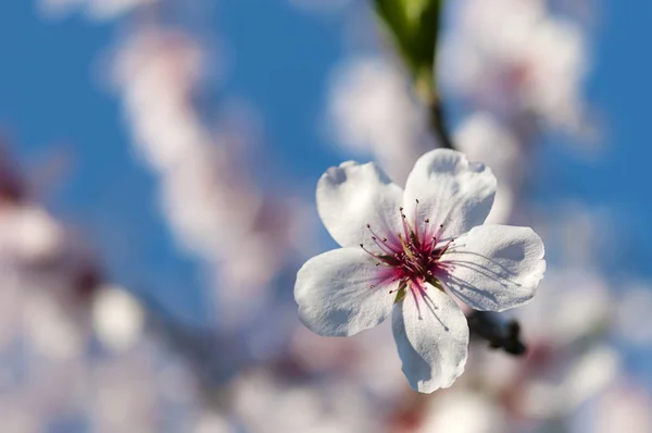 Миндальный цветок — стоковое фото