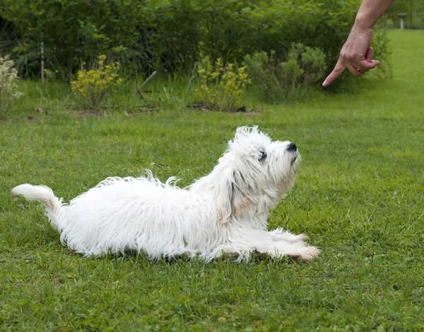 Cão obediente — Fotografia de Stock