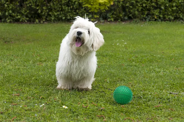 Câine jucăuș — Fotografie, imagine de stoc