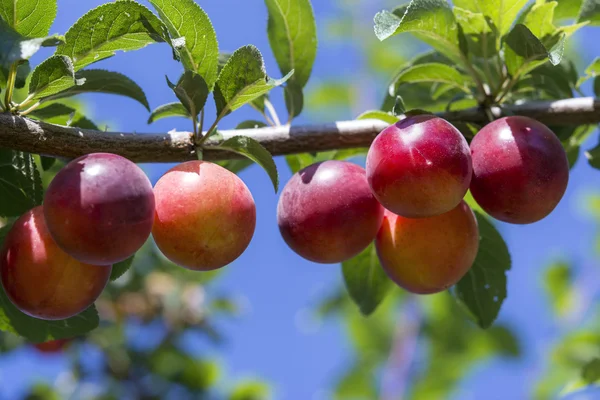 Ciruelas en el árbol —  Fotos de Stock