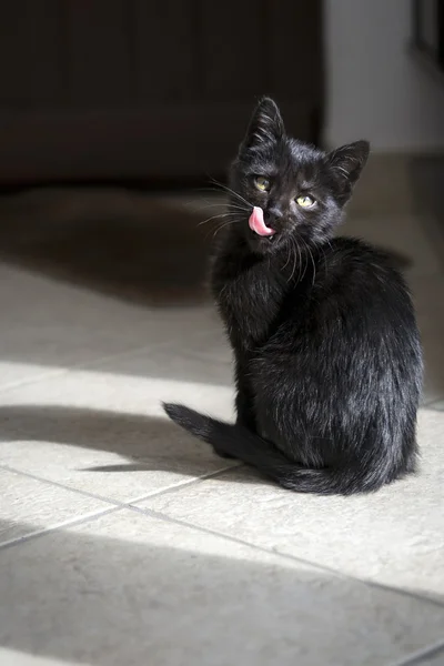 Preto gato lambendo seus lábios — Fotografia de Stock