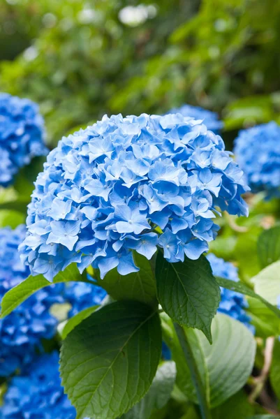 Blauwe hortensia bloem — Stockfoto