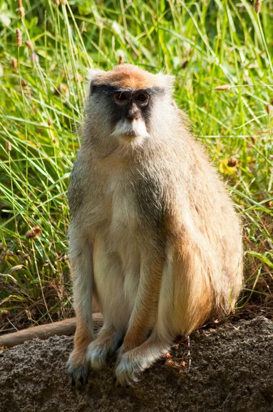 Sitting Patas Monkey — Stock Photo, Image