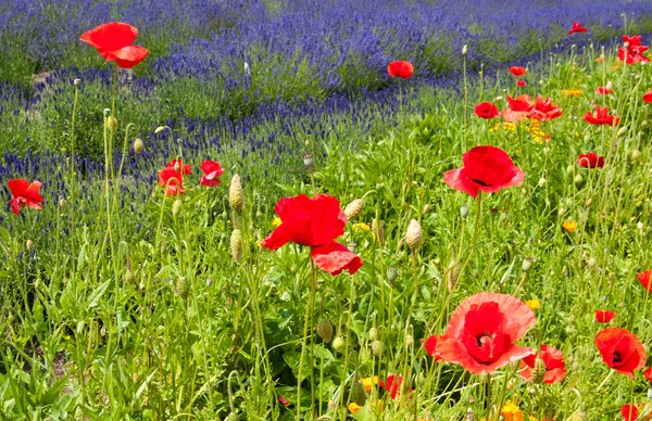 Poppies on lavender field — Stock Photo, Image