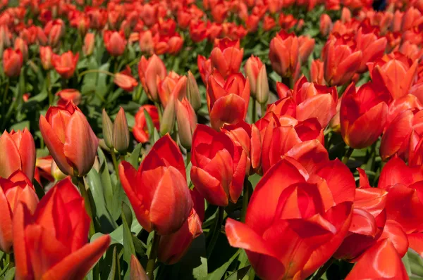 Tulip merah di lapangan — Stok Foto