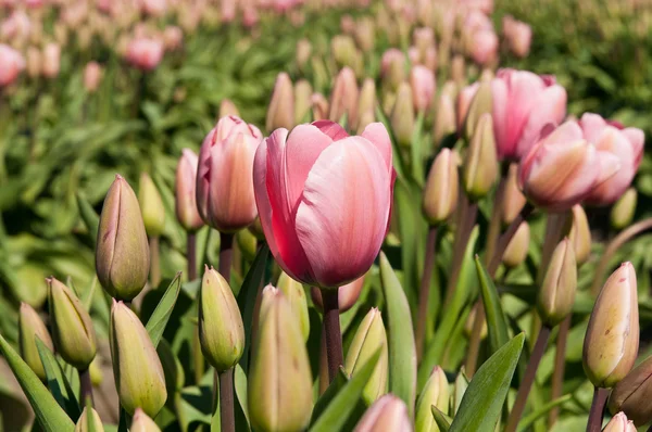 Tulip område med rosa blommor — Stockfoto