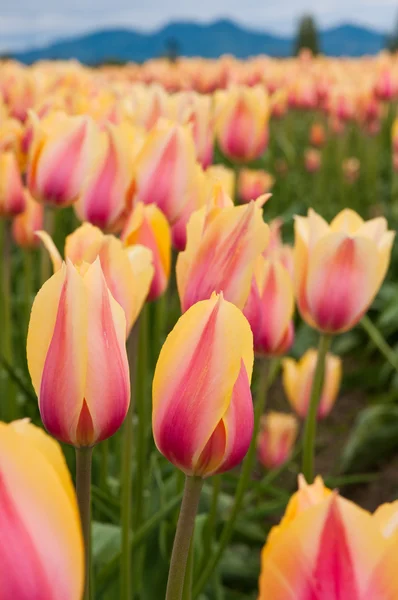 Yellow-pink tulips on the field — Stock Photo, Image
