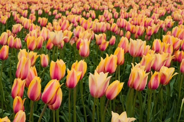 Tulip kuning-merah muda di lapangan — Stok Foto