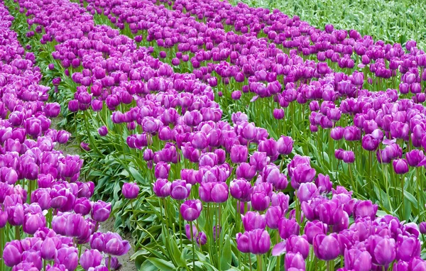 Paarse tulp veld — Stockfoto