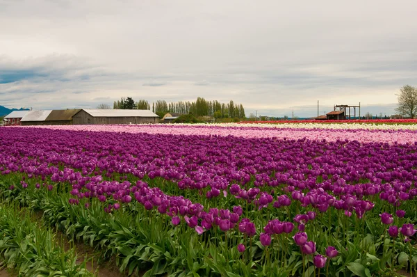 Purple and pink tulip field — Stock Photo, Image