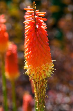 bellevue Botanik Bahçesi içinde renkli kırmızı sıcak poker