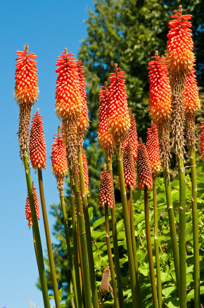 Красочный Red Hot Poker против голубого неба в Bellevue Botanical
