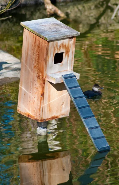 Boîte en bois de nid de canard sur l'étang — Photo