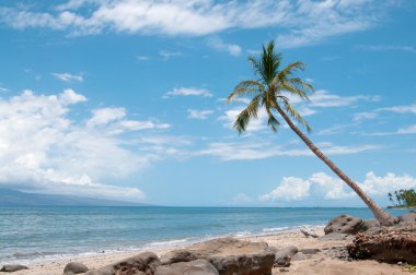 okyanus kıyısında, maui, hawaii palmiye