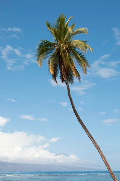 Palm near the ocean coast — Stock Photo, Image