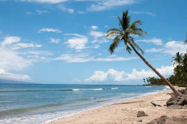 Palm near the ocean coast — Stock Photo, Image