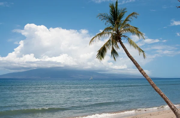 Palm near the ocean coast, maui, hawaii — Stock Photo, Image