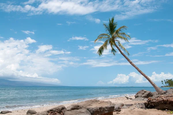 Palm near the ocean coast, maui, hawaii — Stock Photo, Image