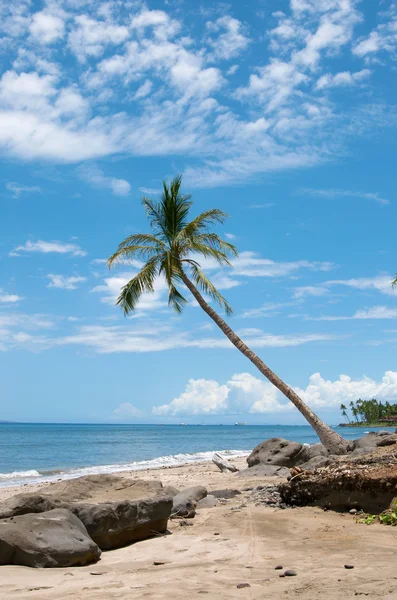 Palm near the ocean coast, maui, hawaii — Stock Photo, Image