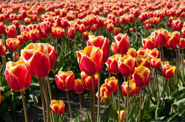 Champ de tulipes rouges — Photo